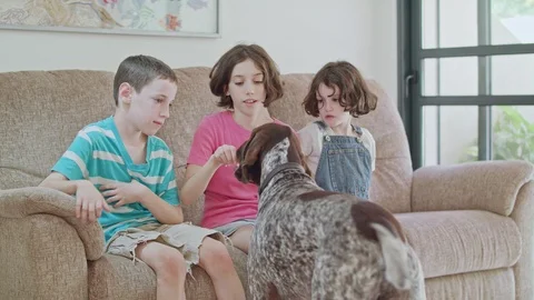 Three kids playing with a German pointer dog inside a house Stock Footage 95239940