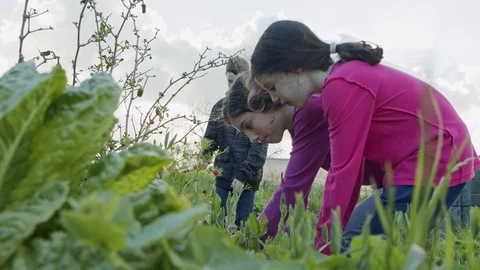 Three kids working in an organic vegetable garden weeding and watering plants Stock Footage 127581699