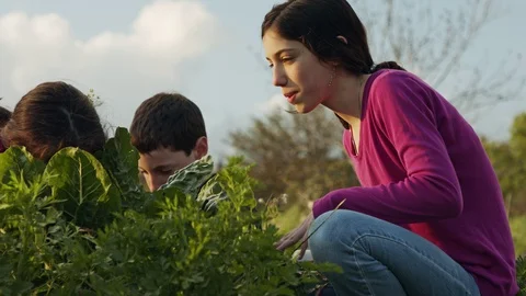 Three kids working in an organic vegetable garden weeding and watering plants Stock Footage 127597871
