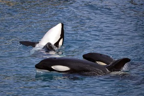 Three killer whales Stock Photos