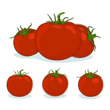 Three kinds red tomato 스톡 일러스트