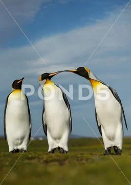 Three King penguins displaying aggressive behavior during mating season Stock Photos