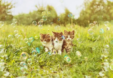 Three kitten among soap bubbles Stock Photos