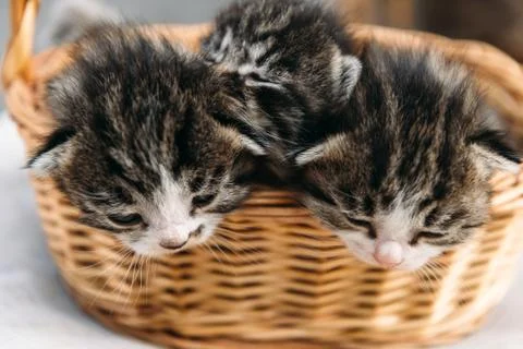 Three kitten in a basket Stock Photos