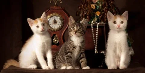 Three kitten Stock Photos