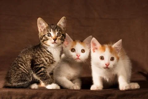 Three kitten Stock Photos