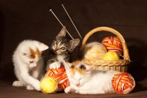Three kitten Stock Photos