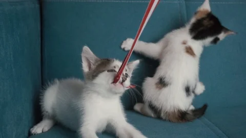 Three kitten siblings are playing together and biting Video stock 108617948