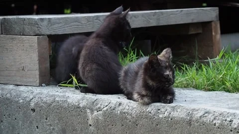 Three kitten sitting together and are curious about something Stock Footage 281573173