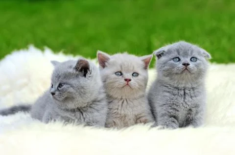 Three kitten on white blanket Stock Photos