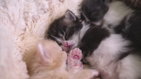 Three kittens are peacefully sleeping in their little house Stock Footage 253057166