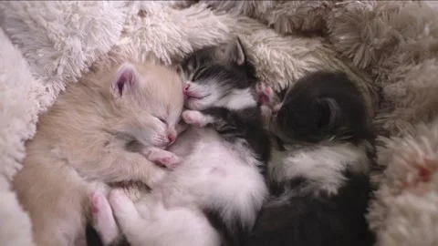 Three kittens are peacefully sleeping in their little house Stock Footage 253057173