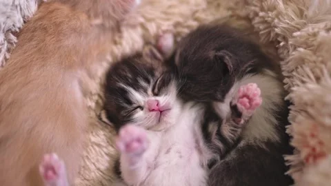 Three kittens are peacefully sleeping in their little house Stock Footage 253057189