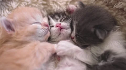 Three kittens are peacefully sleeping in their little house Stock Footage 253057193