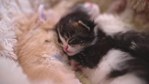 Three kittens are peacefully sleeping in their little house Stock Footage 253057194