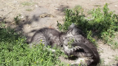 Three kittens are playing Stock Footage
