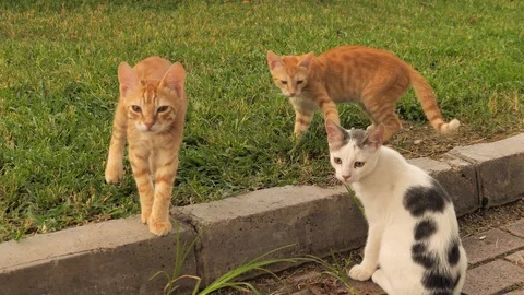 Three kittens are playing on the green lawn. Video stock 129199973