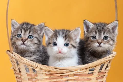 Three kittens are sitting in a wicker basket. Studio shooting of animals. Stock Photos