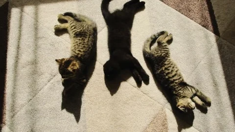 Three kittens are sleeping on a soft rug in the warm rays Stock Footage 335894833