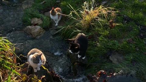 Three kittens are standing at the edge of a stream, which one jumps across Stock Footage 323157024