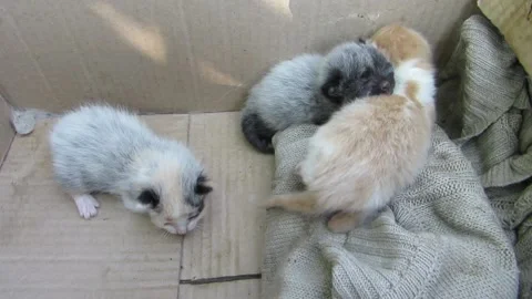 Three kittens in a box Video stock 134000381