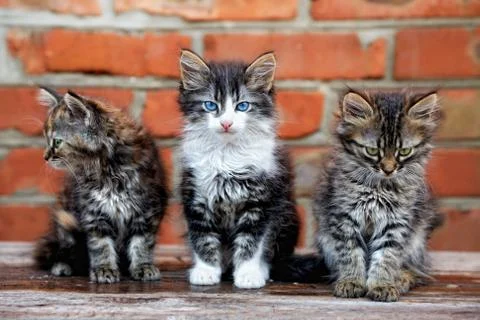 Three kittens on bricks background Foto stock