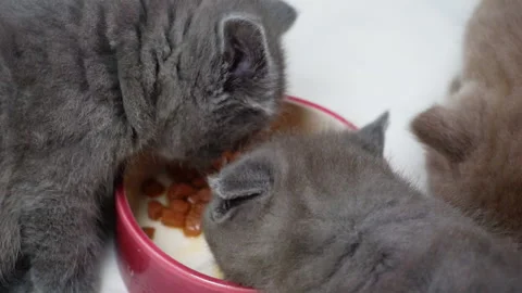 Three kittens eat from one bowl. Close-up. Video stock 119600644