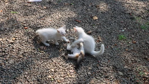 Three Kittens Enjoying a Fun Play Fight Outdoors. Stock Footage 333692315