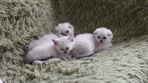 Three kittens is falling asleep on sofa Stock Footage 89294656