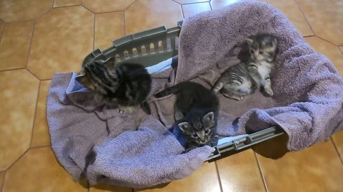 Three kittens Vídeo Stock 240528809