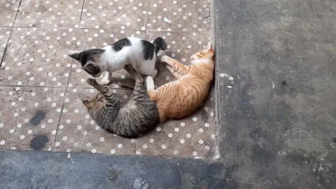 Three Kittens Stock Footage 244586599