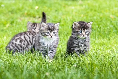 Three kittens in the green grass Stock Photos
