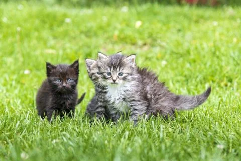 Three kittens in the green grass Stock Photos