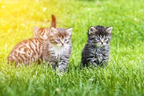 Three kittens in the green grass Fotos de archivo