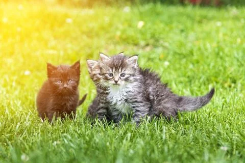 Three kittens in the green grass Foto stock