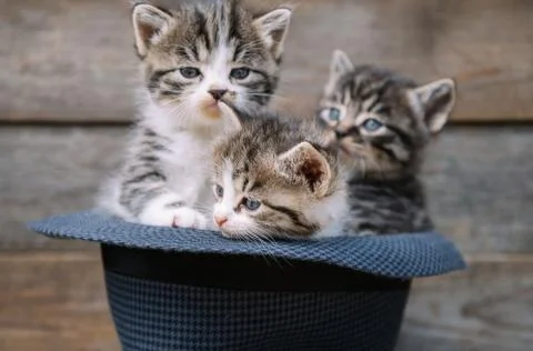 Three kittens in the hat Stock Photos