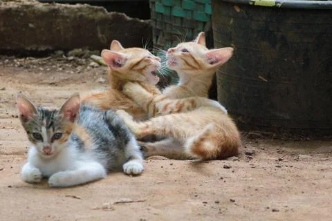 Three kittens joking Stock Photos