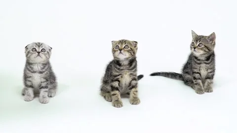 Three kittens look up in a white studio. White background. Slow motion Video stock 94426816