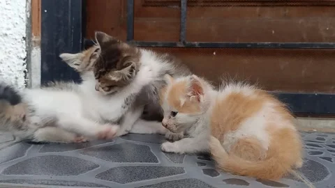 Three Kittens Playing and Wrestling Together on House Porch Stock Footage 332228733