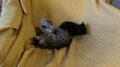 Three kittens playing in an armchair Vidéo 241752721