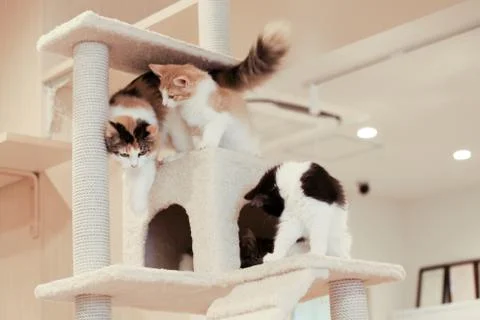 Three kittens playing in cat tower Foto stock