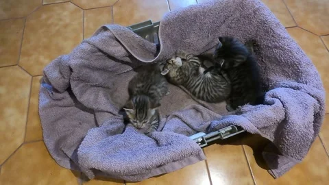 Three kittens playing in the kennel Vídeo Stock 240501069