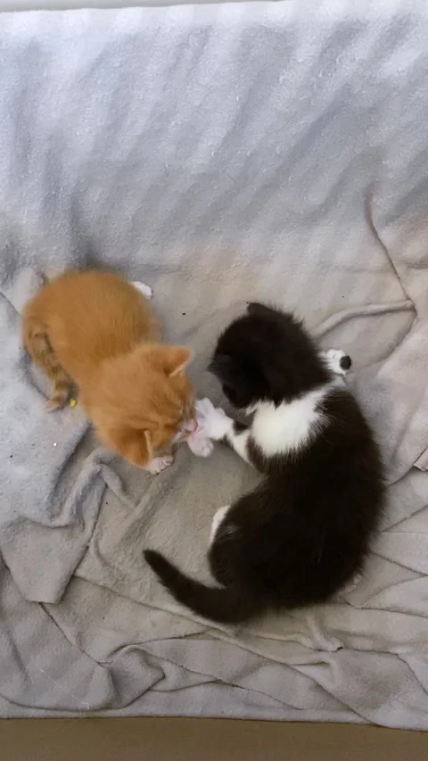 Three kittens playing - mock aggression. Stock Footage 329227642