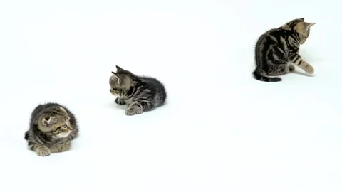 Three kittens rest on the floor. White background. Slow motion Video stock 94426933