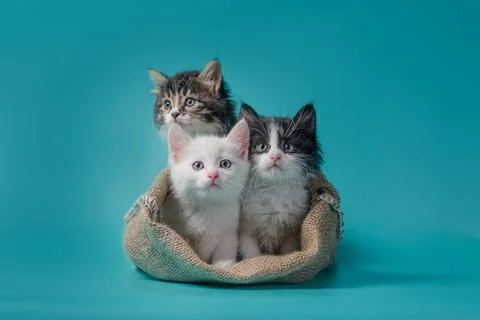 Three kittens in a sack on a turquoise background Foto stock