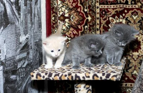 Three kittens on a scratching post, on a carpet background Stock Photos