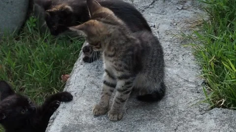 Three kittens sit on the concrete balk in the garden one kitten jumps Stock Footage 281573117