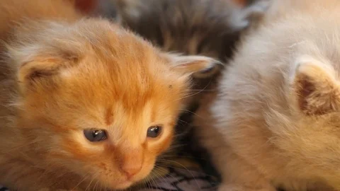 Three kittens sitting on colored pillow slow motion. Pet concept. Video stock 117103174