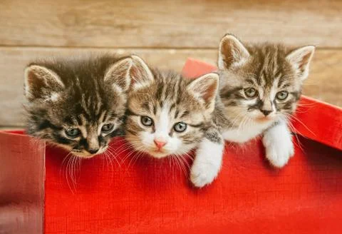 Three kittens sitting in a red box Stock Photos