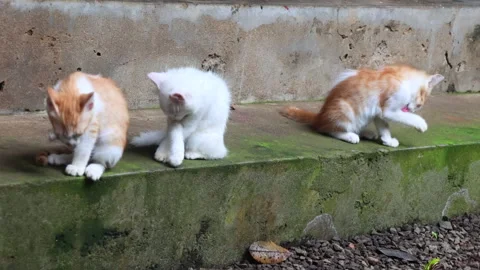 Three kittens sitting in a row and grooming. Vídeos de archivo 280949032